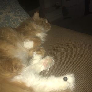 Meet your Posher, Olivia